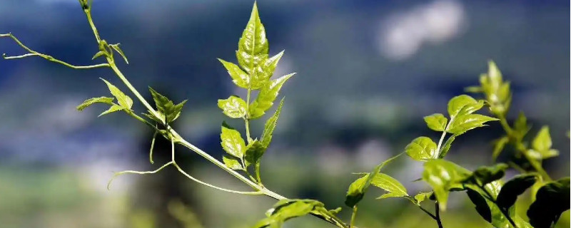 莓茶用不用洗茶-第1张图片-洱颂普洱