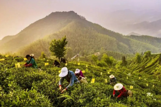 安徽哪两个山区盛产名茶-第2张图片-洱颂普洱