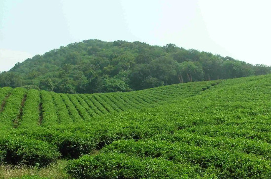 茶叶渣不要扔 有十大妙用-第10张图片-洱颂普洱