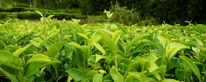 茶叶和土混在一起可以种花吗-第1张图片-洱颂普洱